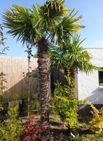 2 hele grote trachycarpus fortunei waaierpalmen, Tuin en Terras, Ophalen, Zomer, Volle zon, Palmboom
