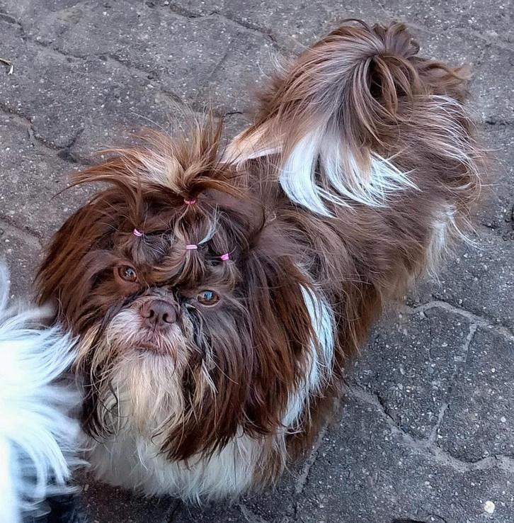 Shih Tzu puppys verwacht met stamboom FCI, Dieren en Toebehoren, Honden | Chihuahua's en Gezelschapshonden, Meerdere dieren, Overige rassen