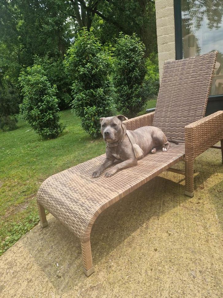 Lieve Amerikaanse Stafford Teef 3jaar, Dieren en Toebehoren, Honden | Bulldogs, Pinschers en Molossers, Overige rassen, Particulier