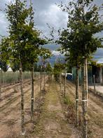 Fagus sylvatica (beuk), Ophalen of Verzenden, Volle zon, Overige soorten