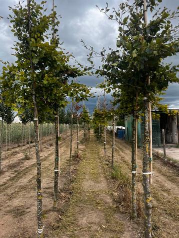 Fagus sylvatica (beuk) beschikbaar voor biedingen