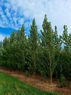 Populus nigra ‘Italica’. 🌿Italiaanse populier, Ophalen, Volle zon, Overige soorten