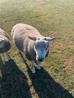 Noordhollander x Texelaar dekram, Mannelijk, Schaap