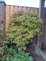 Japanse esdoorn, Tuin en Terras, Planten | Struiken en Hagen, Ophalen of Verzenden, Esdoorn, 100 tot 250 cm