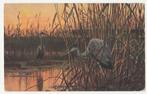 Reigers.  Vogels., Verzenden, Voor 1920, Ongelopen, Overige thema's