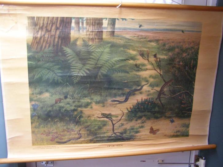 Ant. schoolplaat De heide, linnen op stokken door  Koekkoek, Antiek en Kunst, Antiek | Schoolplaten, Natuur en Biologie, Ophalen