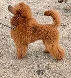 Rode toy poedel ter dekking aangeboden met FCI stamboom, Dieren en Toebehoren, Honden | Dekreuen, Particulier, Reu, CDV (hondenziekte)