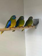 Vogels, Meerdere dieren, Parkiet