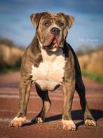 Dekreu bulky xxl, Rabiës (hondsdolheid), Reu, Eén hond, 3 tot 5 jaar