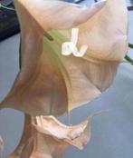 diverse mooie bio stekjes kamerplanten gezond luchtzuivering, Huis en Inrichting, Kamerplanten, Overige soorten, In pot, Minder dan 100 cm