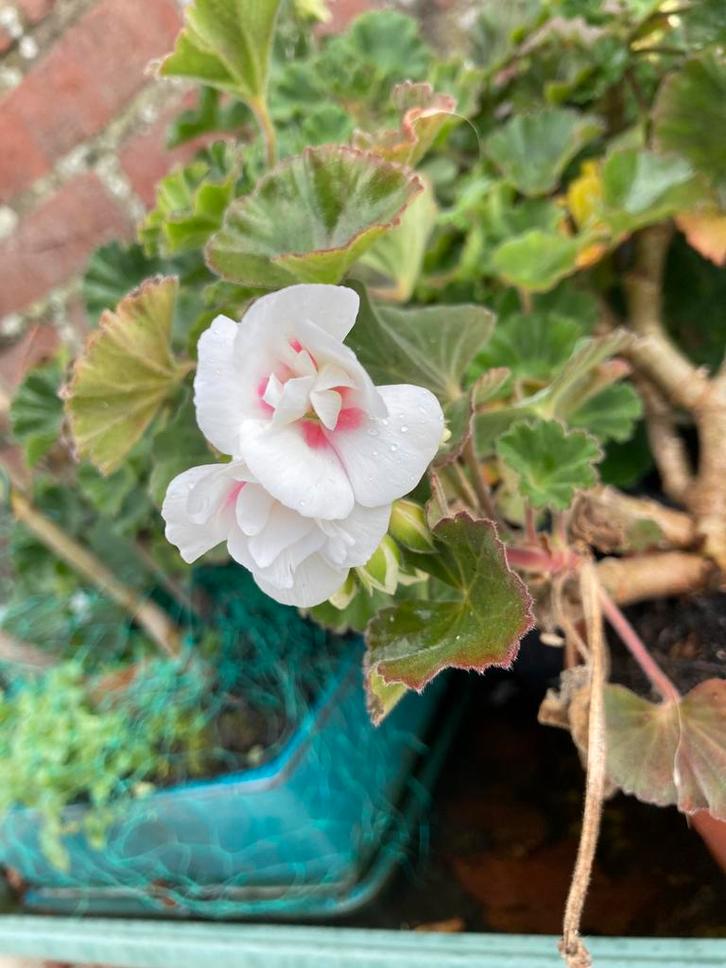 Geraniums for free, Tuin en Terras, Planten | Tuinplanten, Overige soorten, Volle zon, Ophalen