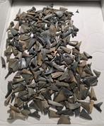 Grote partij haaientanden uit hoevenen antwerpen., Ophalen of Verzenden, Fossiel