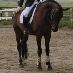 TEAB, Dieren en Toebehoren, Paarden, Ruin, Recreatiepaard, 3 tot 6 jaar