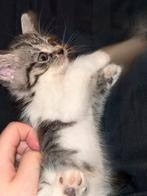 Kitten, Geslacht onbekend, Ontwormd, 0 tot 2 jaar