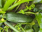 Gourgette, Tuin en Terras, Planten | Tuinplanten, Ophalen, Volle zon, Groenteplanten, Eenjarig