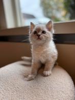 Chocolate lynx Ragdoll kitten (V) - Raszuiver, Dieren en Toebehoren, 0 tot 2 jaar