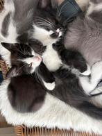 3 katertjes te koop -Britse LH x Maine Coon x BKH, Kater, Ontwormd, 0 tot 2 jaar