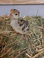Kalkoenkuikens, Dieren en Toebehoren, Geslacht onbekend, Kalkoen