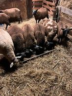 Rammen te koop, Dieren en Toebehoren, Schapen, Geiten en Varkens, Mannelijk, Schaap, 0 tot 2 jaar