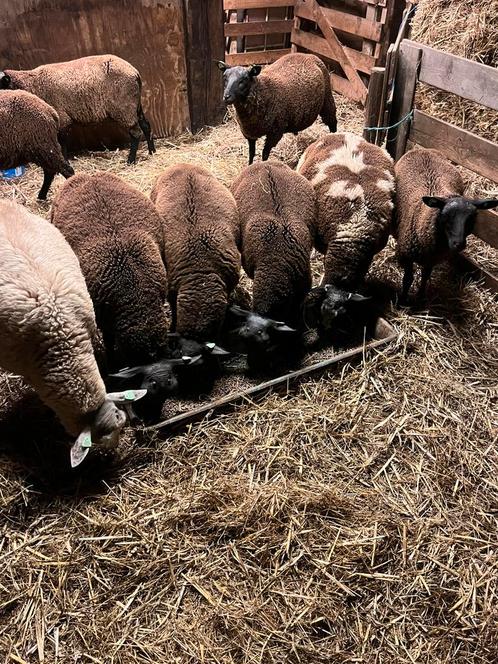 Rammen te koop, Dieren en Toebehoren, Schapen, Geiten en Varkens, Schaap, Mannelijk, 0 tot 2 jaar