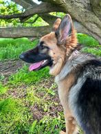 Prachtige Duitse Herder – Sonja, Dieren en Toebehoren, Honden | Herdershonden en Veedrijvers, Rabiës (hondsdolheid), Teef, Eén hond