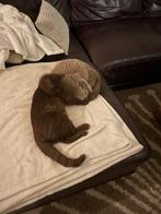 katten oppas, Dieren en Toebehoren, Katten-accessoires, Ophalen of Verzenden