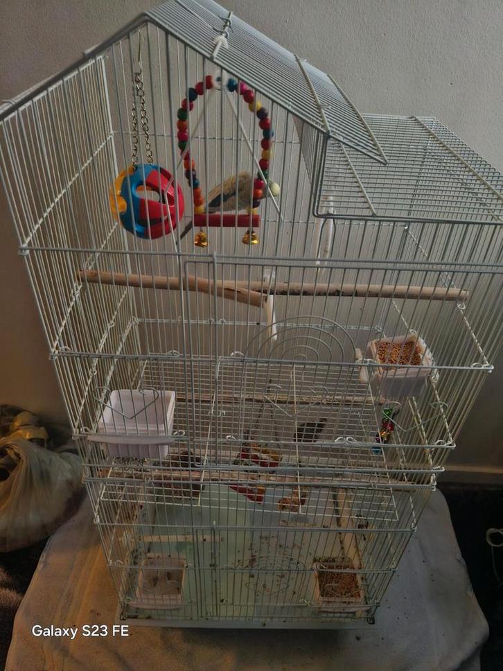 Vogel 2, Dieren en Toebehoren, Vogels | Kanaries