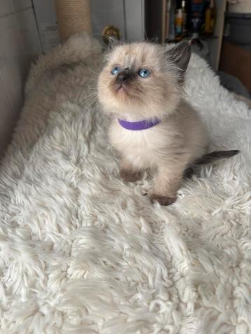 Ragdoll kitten beschikbaar voor biedingen