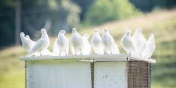 Witte Duiven-Witte Pauwstaarten-Sierduiven-Turkse Tuimelaars beschikbaar voor biedingen