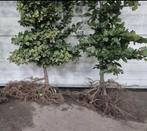 110 x Groene beuk met blote wortel DIRECT AFHALEN, Tuin en Terras, Planten | Bomen, Ophalen, Bloeit niet, Halfschaduw, Overige soorten
