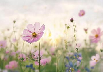 Bloemen fotobehang Cosmea, Bloemenbehang Cosmos beschikbaar voor biedingen