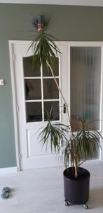 Dracaena - volwassen Drakenbloedboom in paarse pot te koop, Huis en Inrichting, Kamerplanten, Ophalen, 200 cm of meer, Overige soorten