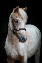 Mooie en zeer interessante 1-jarige Appaloosa merrie, Dieren en Toebehoren, Merrie, A pony (tot 1.17m), Gechipt, 0 tot 2 jaar