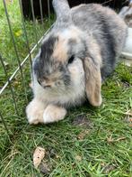 Twee lieve nederlandse dwerg hangoor konijnen, Dieren en Toebehoren, Meerdere dieren, Dwerg, Hangoor, 0 tot 2 jaar