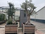 Olijfbomen stamomtrek 85cm, Tuin en Terras, Minder dan 60 cm, Vierkant, Ophalen of Verzenden, Zo goed als nieuw