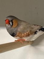 Zebravinken, Dieren en Toebehoren, Meerdere dieren, Tropenvogel