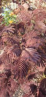 Perzische slaapboom meerstammig Albizia j. Summer chocolate, Tuin en Terras, Ophalen, Overige soorten