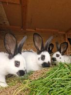 Prachtige groot lotharinger konijntjes, Dieren en Toebehoren, Konijnen, Meerdere dieren, Groot, 0 tot 2 jaar