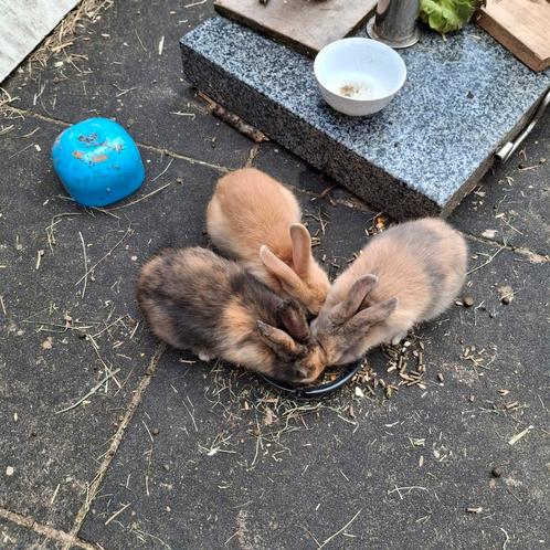 Leuke lieve konijntjes, Dieren en Toebehoren, Konijnen, Middelgroot, Geslacht onbekend, 0 tot 2 jaar, Hangoor