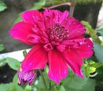 Dahlia Knol - Purkinka, Ophalen of Verzenden, Volle zon