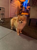 Pomeriaan teef, Dieren en Toebehoren, Rabiës (hondsdolheid), 15 weken tot 1 jaar, Overige rassen, Teef