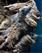 Anolis barbatus, Overige soorten, 0 tot 2 jaar