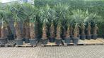 Palmbomen Trachycarpus Fortunei winterhard, Ophalen