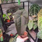 Anthurium Dark & Handsome x Red Velvet Cake, Ophalen of Verzenden, Halfschaduw, Minder dan 100 cm