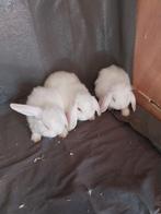 Leuke jongen witte hangoor konijntjes, Dieren en Toebehoren, Konijnen, Meerdere dieren, Klein, Hangoor, 0 tot 2 jaar
