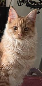 Lieve Maine Coon kater met stamboom, Kater, Gechipt, 0 tot 2 jaar