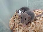 Leuke rex ratjes, Dieren en Toebehoren, Knaagdieren, Juli, Meerdere dieren, Rat