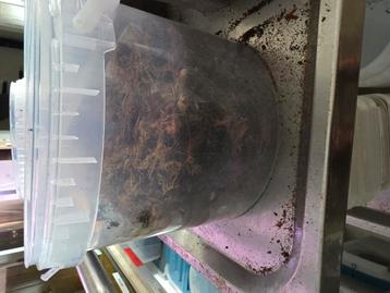 Grote emmer vol met een paar honderd isopods mix  beschikbaar voor biedingen