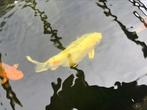 Koi, Dieren en Toebehoren, Vissen | Vijvervissen, Karper of Koi