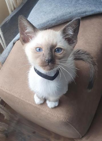 Siamees  / Ragdoll !! 2 Broers💙💙 beschikbaar voor biedingen